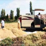 بیش از هفت هزار تن محصول برنج در شالیزارهای میانه برداشت شد
