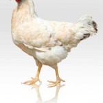 سنی یاناسان تویوق آپاران – بسوزی ای مرغ دزد