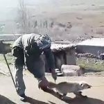 عاملان سلاخی روباه پیرانشهر شناسایی شدند + فیلم