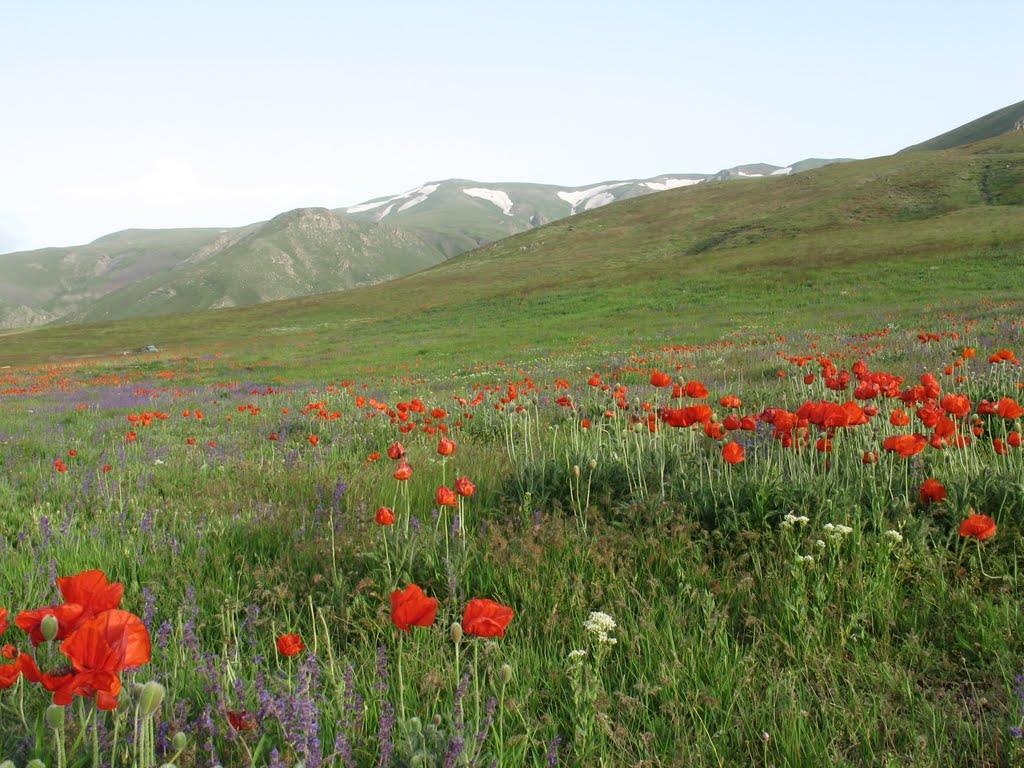 کوه قوشا داغی