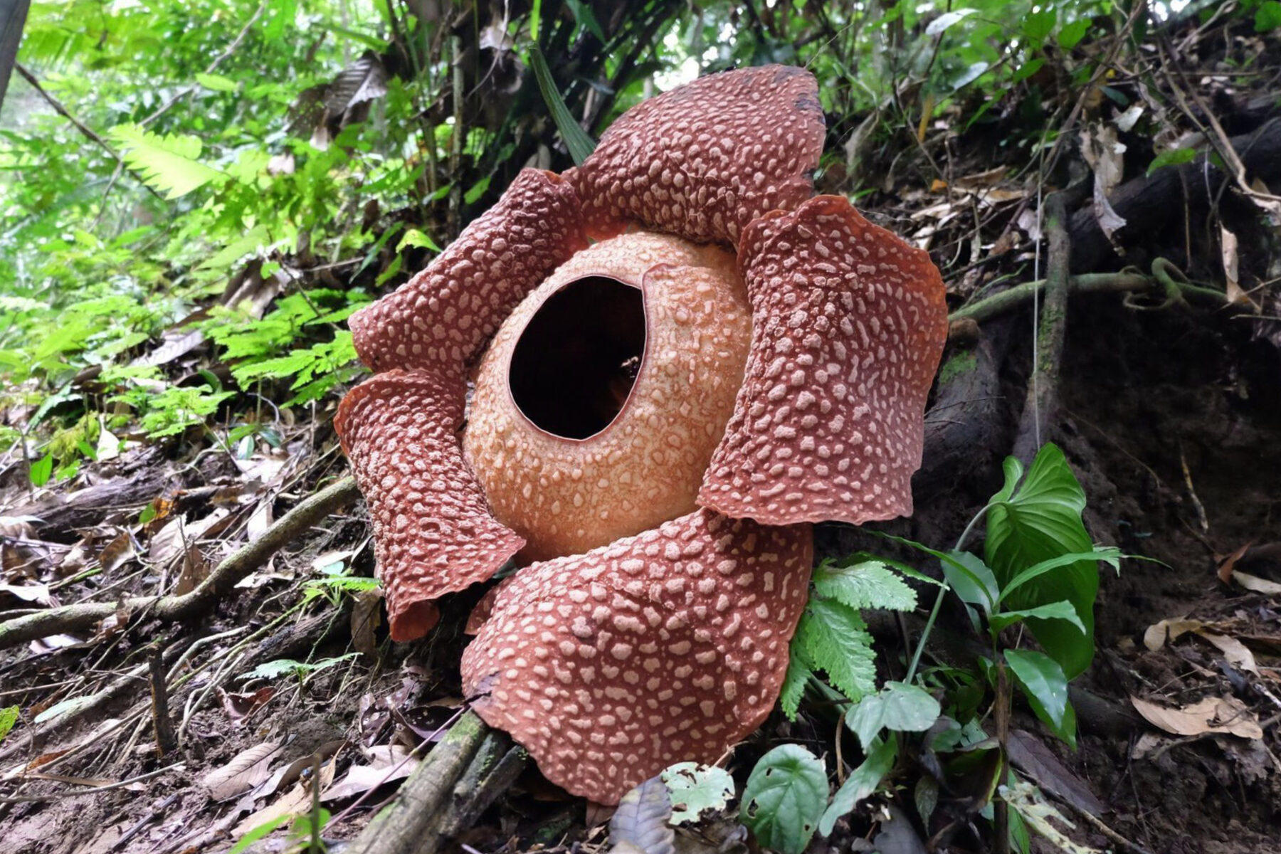 Monster flower