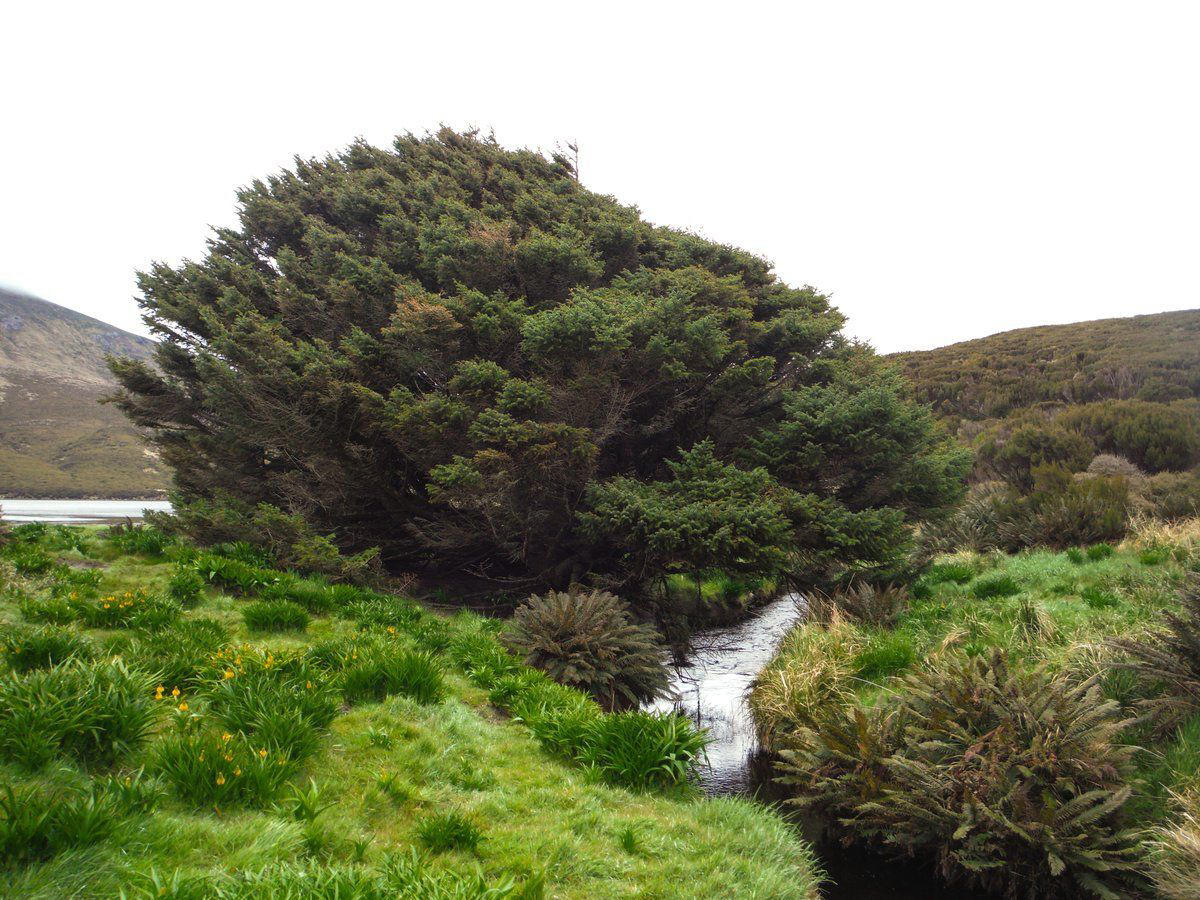 Loneliest tree
