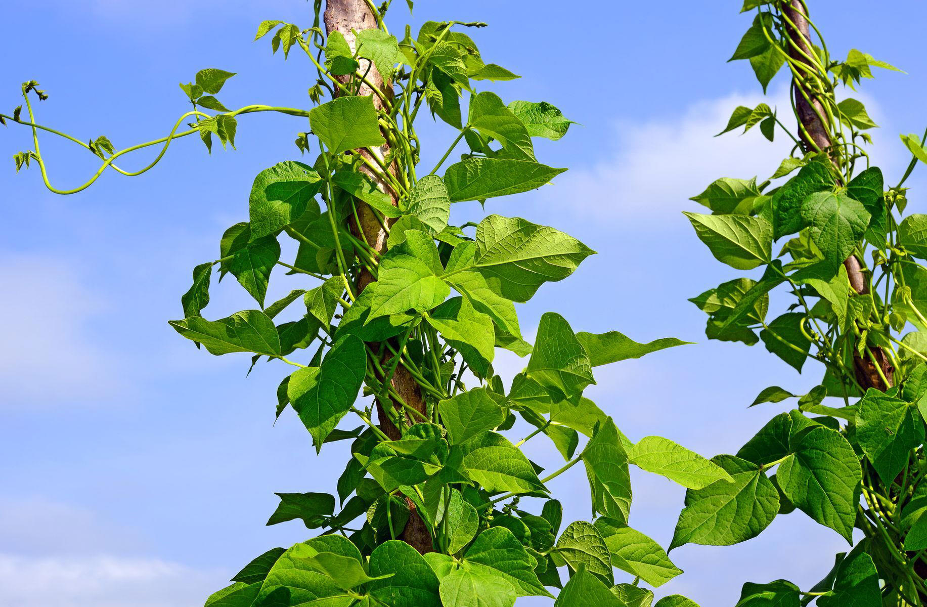 Jack’s beanstalk