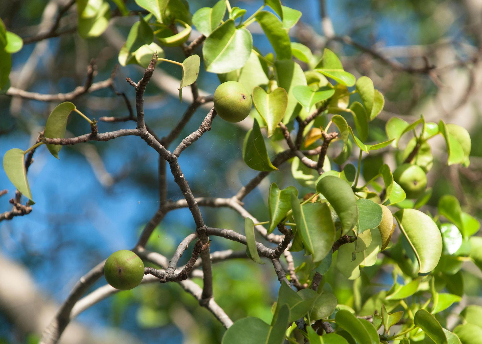Most dangerous tree