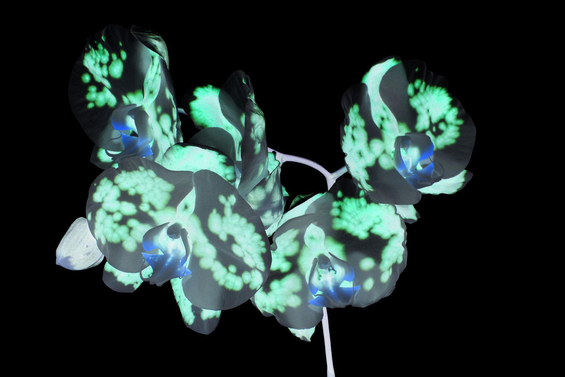 Shining bloom