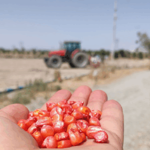 فاجعه واردات بذر به کشور ؛ خیانت به کشاورزی ملی و تهدید جدی امنیت غذایی ایران