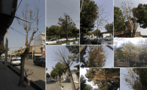 خشک‌شدن درختان شهرستان نقده در سایه بی‌توجهی مسئولان