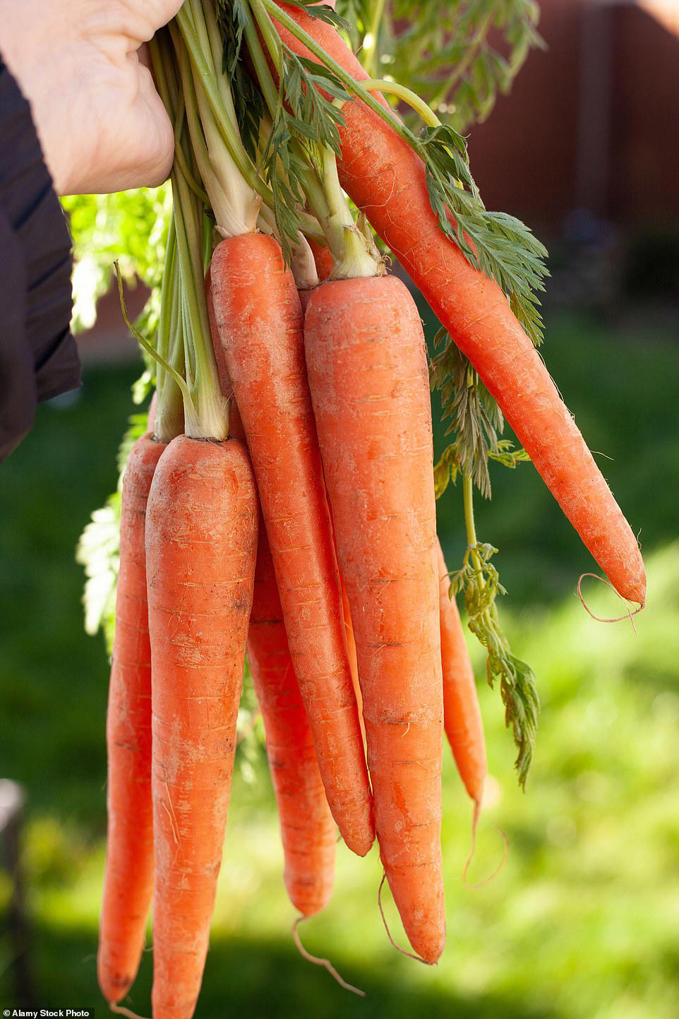 Nutritionist reveals eyesight-boosting foods